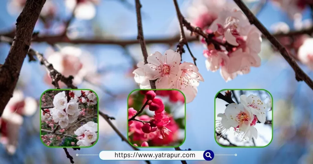 Apricot Blossom Festival Ladakh | Chuli Mendok Festival
