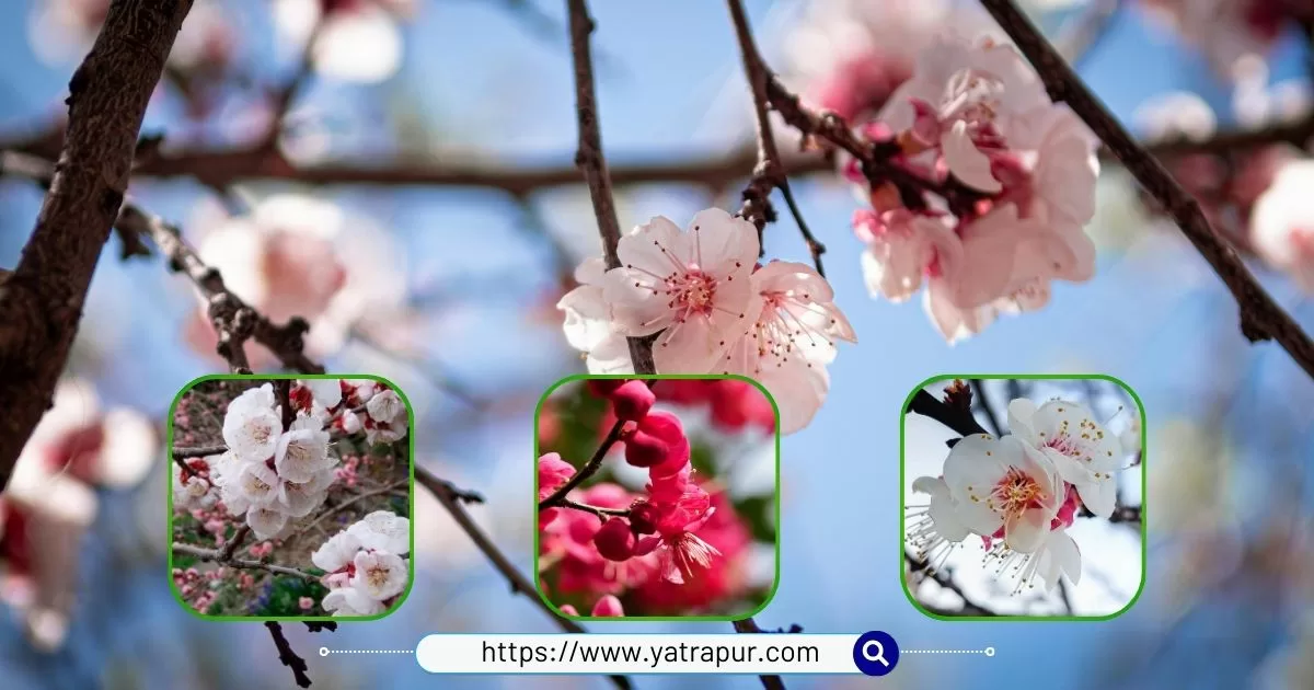 Apricot Blossom Festival Ladakh | Chuli Mendok Festival