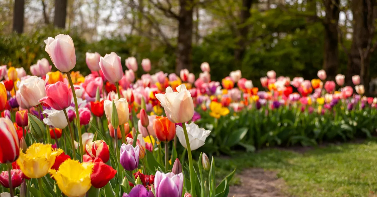 Indira Gandhi Memorial Tulip Garden, Srinagar