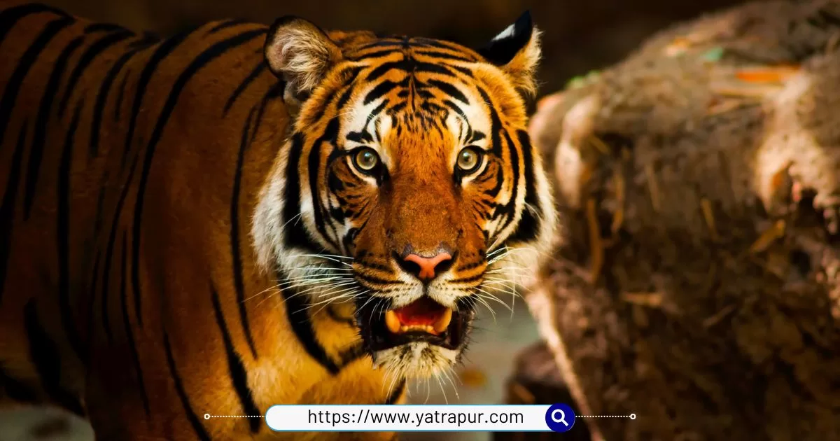 Pench Tiger Reserve