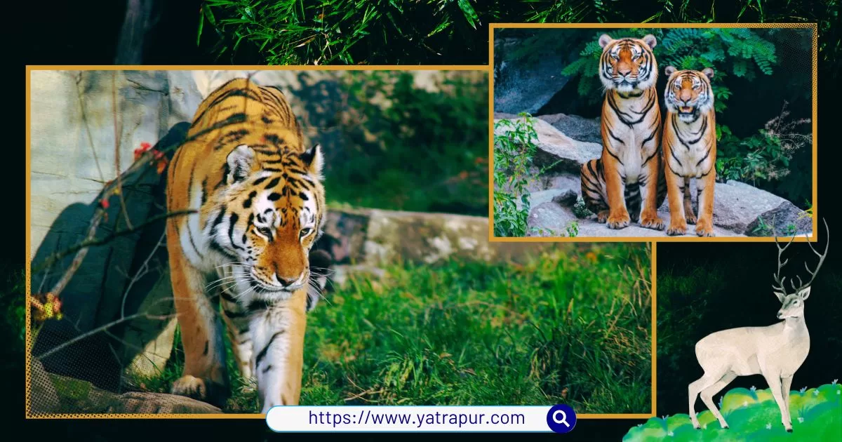 Ramgarh Vishdhari Tiger Reserve | RVTR Bundi