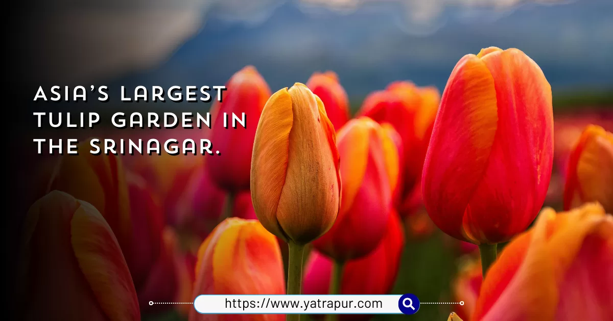 Tulip Garden in Srinagar