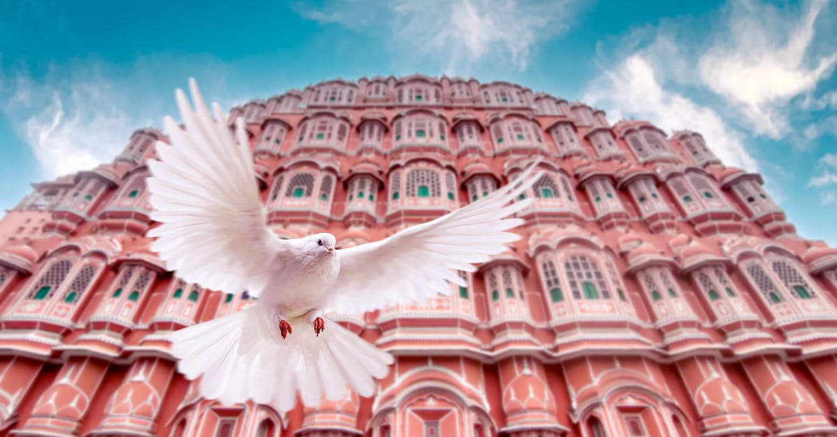 A white dove gracefully flying in front of the iconic Hawa Mahal in Jaipur, India.